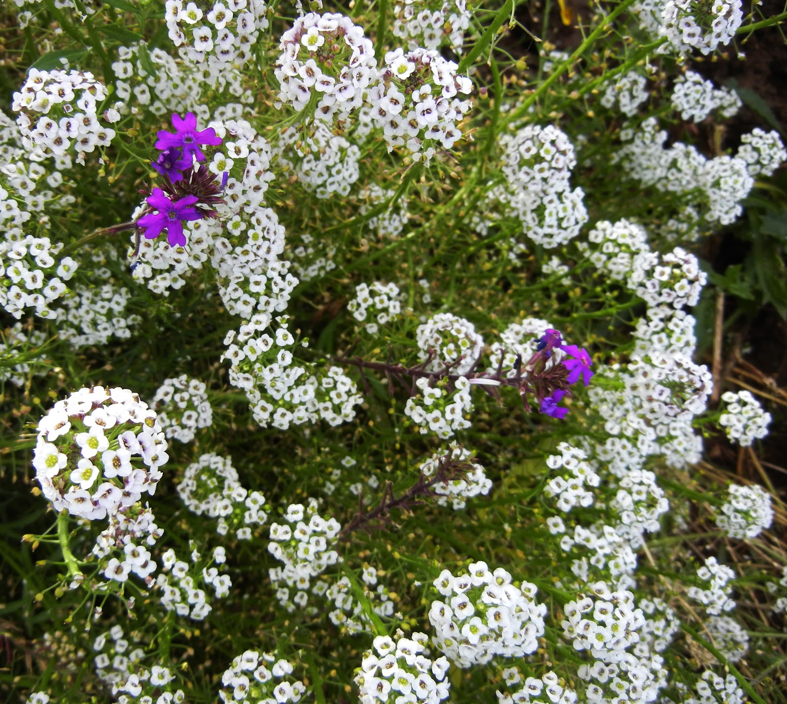 ground cover plants with purple flowers