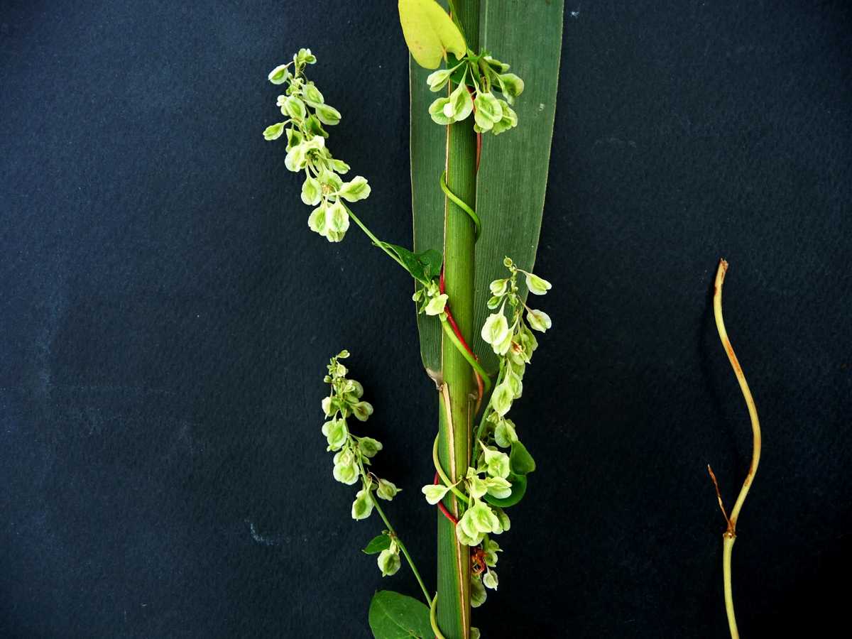 r o b i n 's y a r d: Fallopia convolvulus (Polygonum convolvulus)