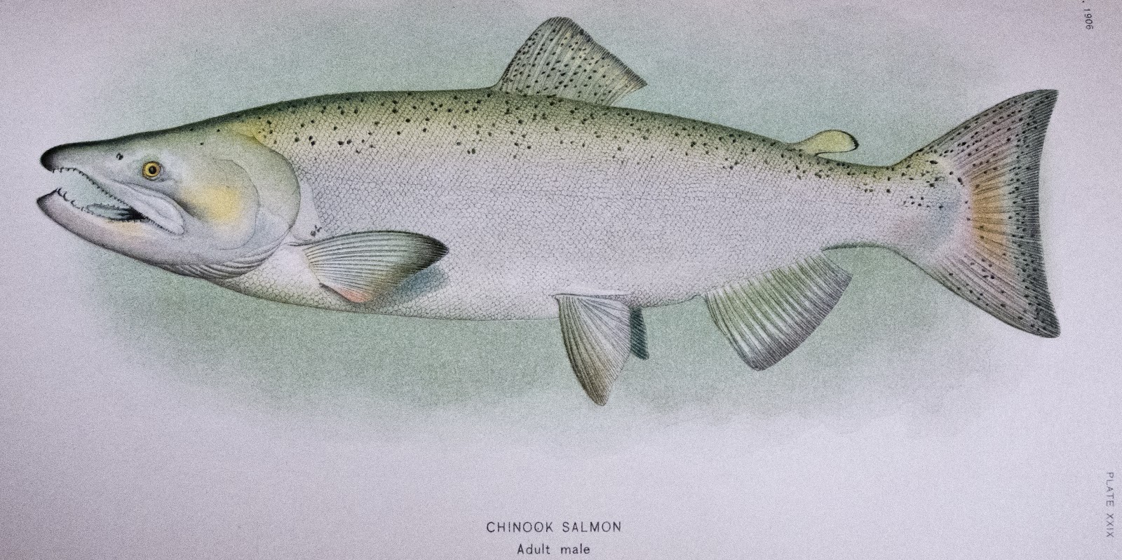 LEMON DROP 10 MM TROUT AND SALMON STEELHEAD COLOR TRICK EM BEADS