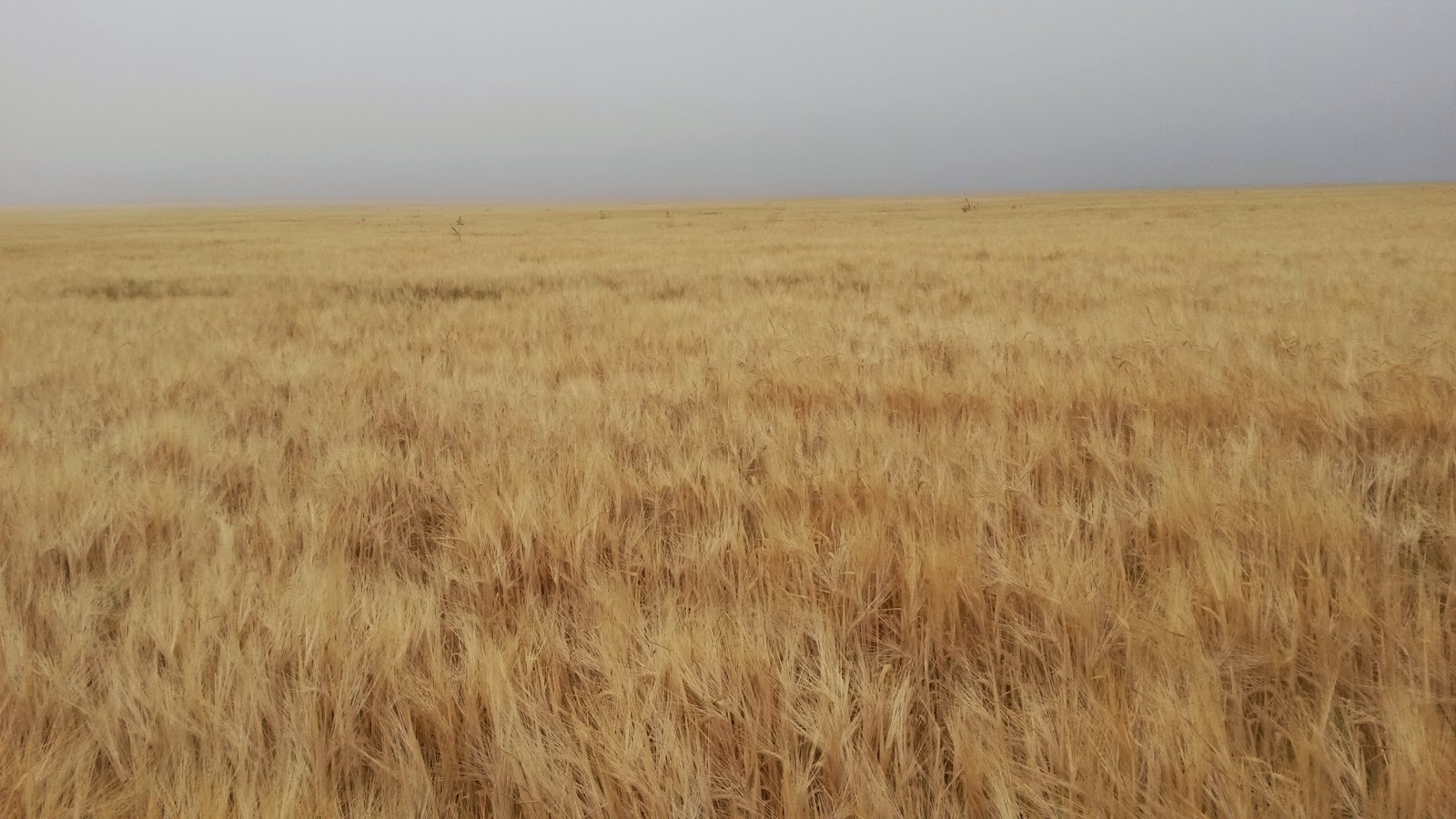 Bardens in Kenya Barley about two weeks off harvest, Photo taken 8th Feb