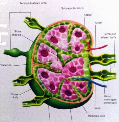 Gambar 2: Cara Kerja Sistem Limfatik