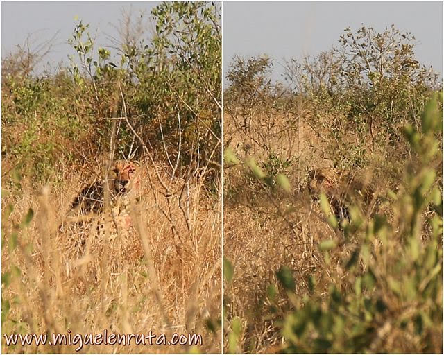 Guepardo-Lower-Sabie-Kruger