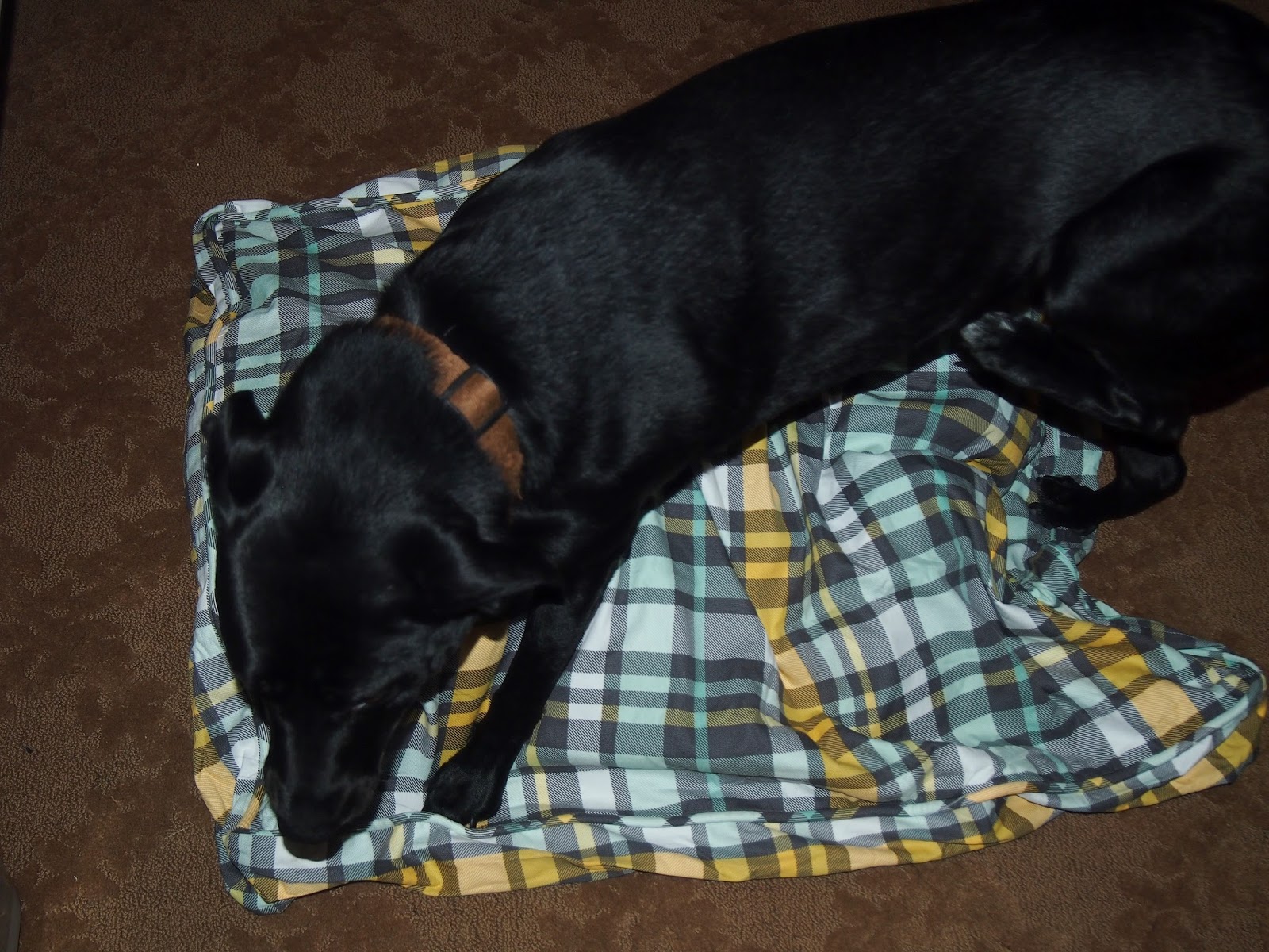 Heck Of A Bunch Molly Mutt Dog Bed Mollymutt Review And Giveaway