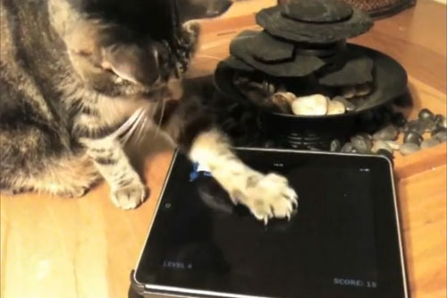 Advertorials Friskies Creates IPad Games For Cats Advertorials Friskies Creates IPad Games For Cats