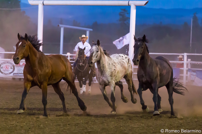 Molalla Buckeroo Rodeo Horses Things to Do In Oregon City and Mt. Hood Territory