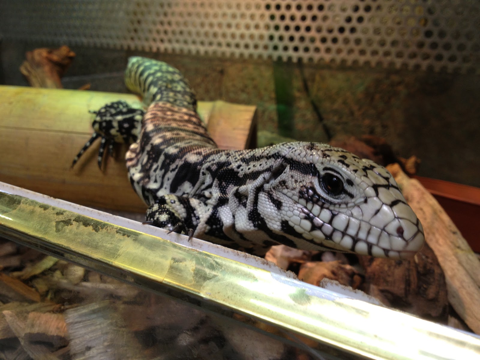 How Do You Say Hippo in Hebrew?