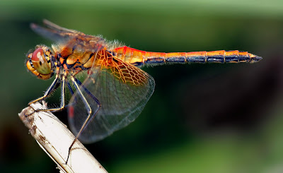 What is a dragonfly?