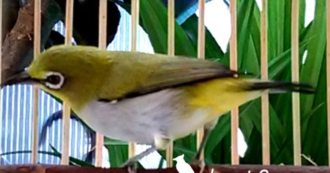 Cara Akurat Membedakan Jenis Kelamin Pleci Jantan Dan Betina Hobi Si Petani Cara Akurat Membedakan Jenis Kelamin Pleci Jantan Dan Betina Hobi Si Petani