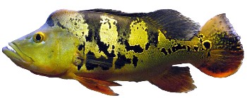 Tucunaré (Cichla ocellaris)