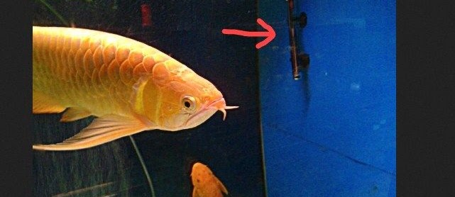 Apa Itu Heater ? Fingsi dan Panduan Dasar Mengguakannya Untuk Aquarium