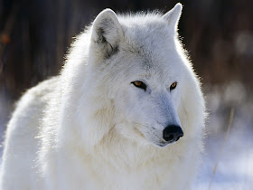 Animal Wallpapers