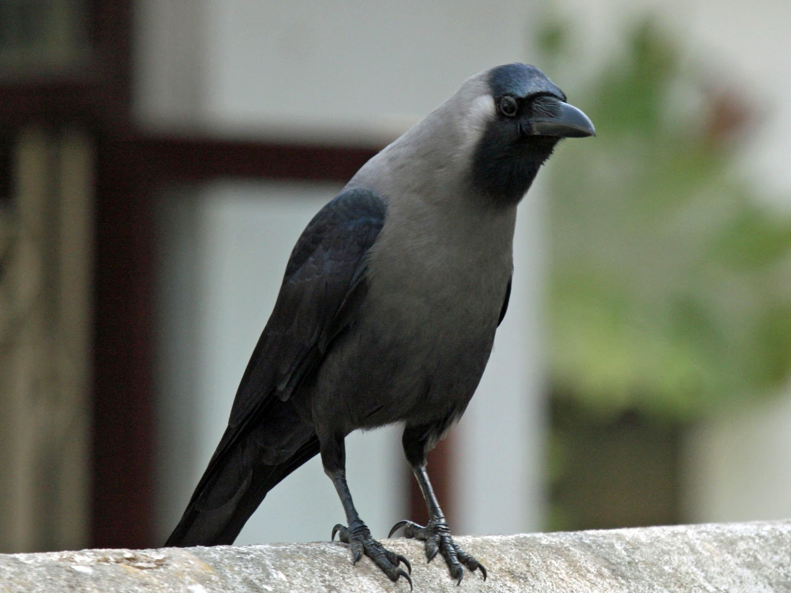 Tanzania How Is House Crow Eradication Going on?