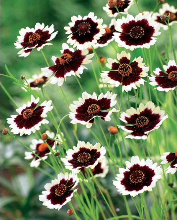 LOVELY FLOWERS Very Nice Wonderfull Flower high resolution images free