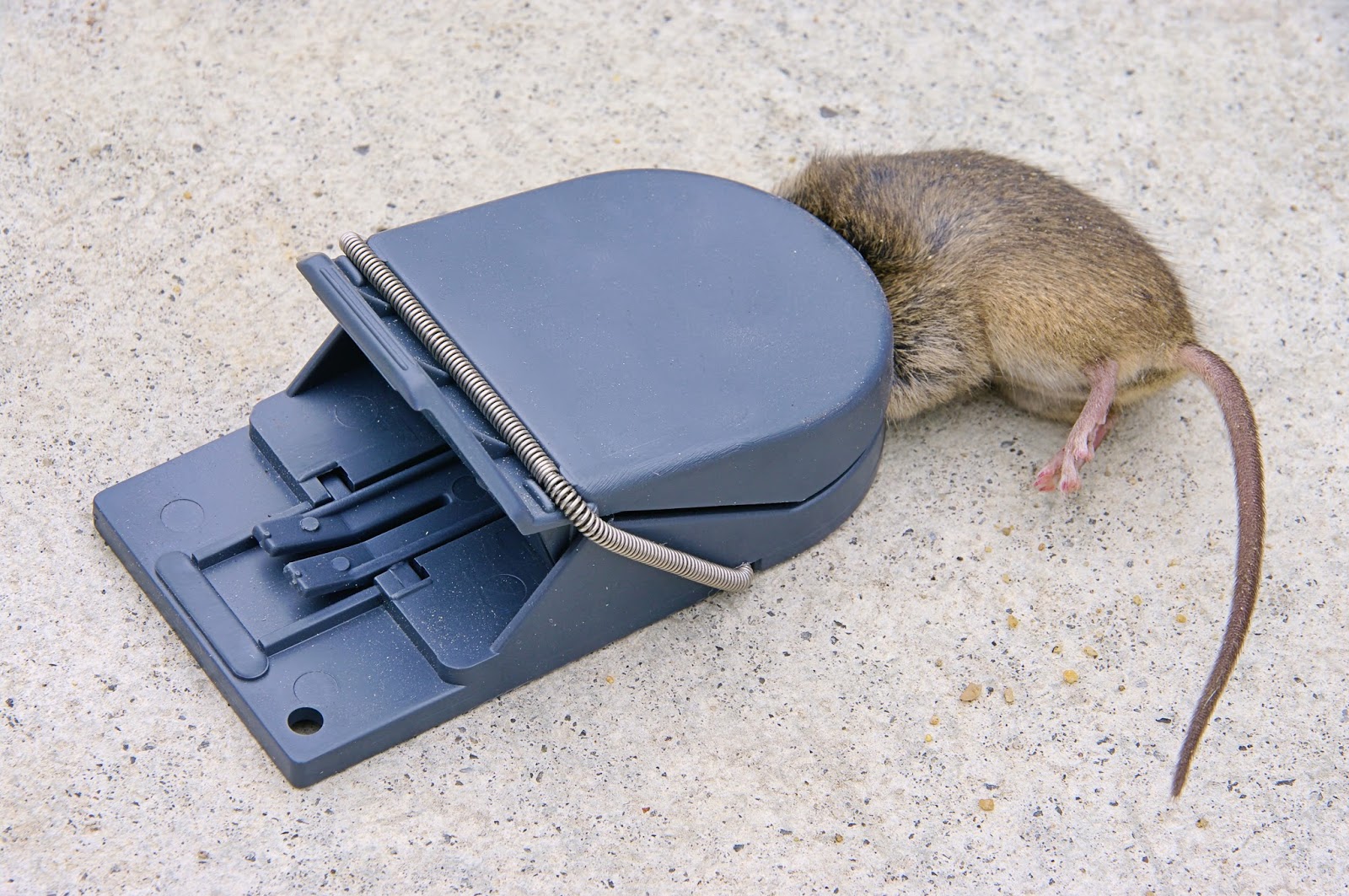 Avon Pest Control Blog What Do Mice Like To Eat? How to Keep Them Out
