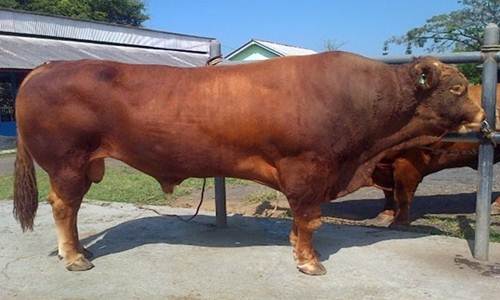 Image Result For Harga Sapi Limosin Image Result For Harga Sapi Limosin