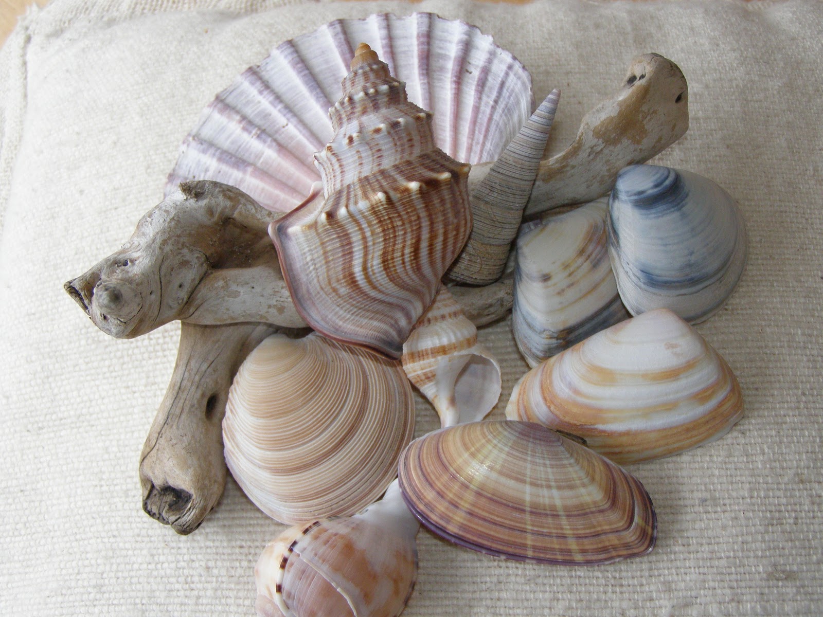 Everything Coastal New Zealand Shells Jewels from the Sea!