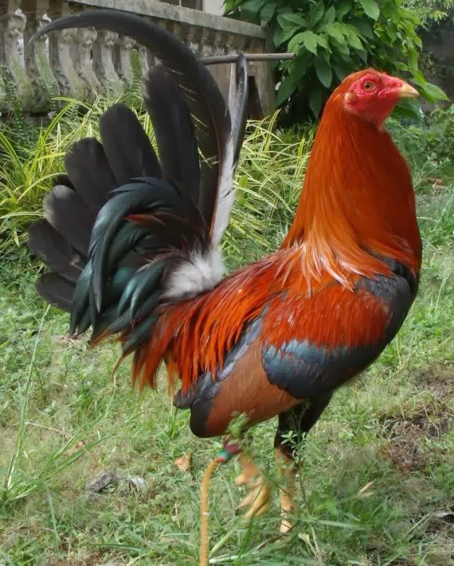 Gallos Y Galleros Los RoundHead.