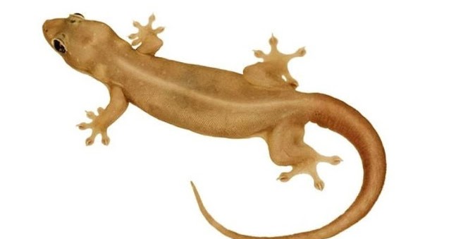 88 Arti Kejatuhan Cicak Di Tangan Kanan Menurut Primbon Dan Islam Kejatuhan Cicak Berkelahi