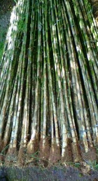 JUAL TANAMAN DAN RUMPUT TAMAN tukang pohon ibambui ikuningi JUAL TANAMAN DAN RUMPUT TAMAN tukang pohon ibambui ikuningi