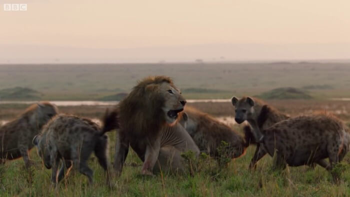 This Lion Was Losing A Fight Against 20 Hyenas. His Brother Heard Him And Rushed To Rescue Him! This Lion Was Losing A Fight Against 20 Hyenas. His Brother Heard Him And Rushed To Rescue Him!