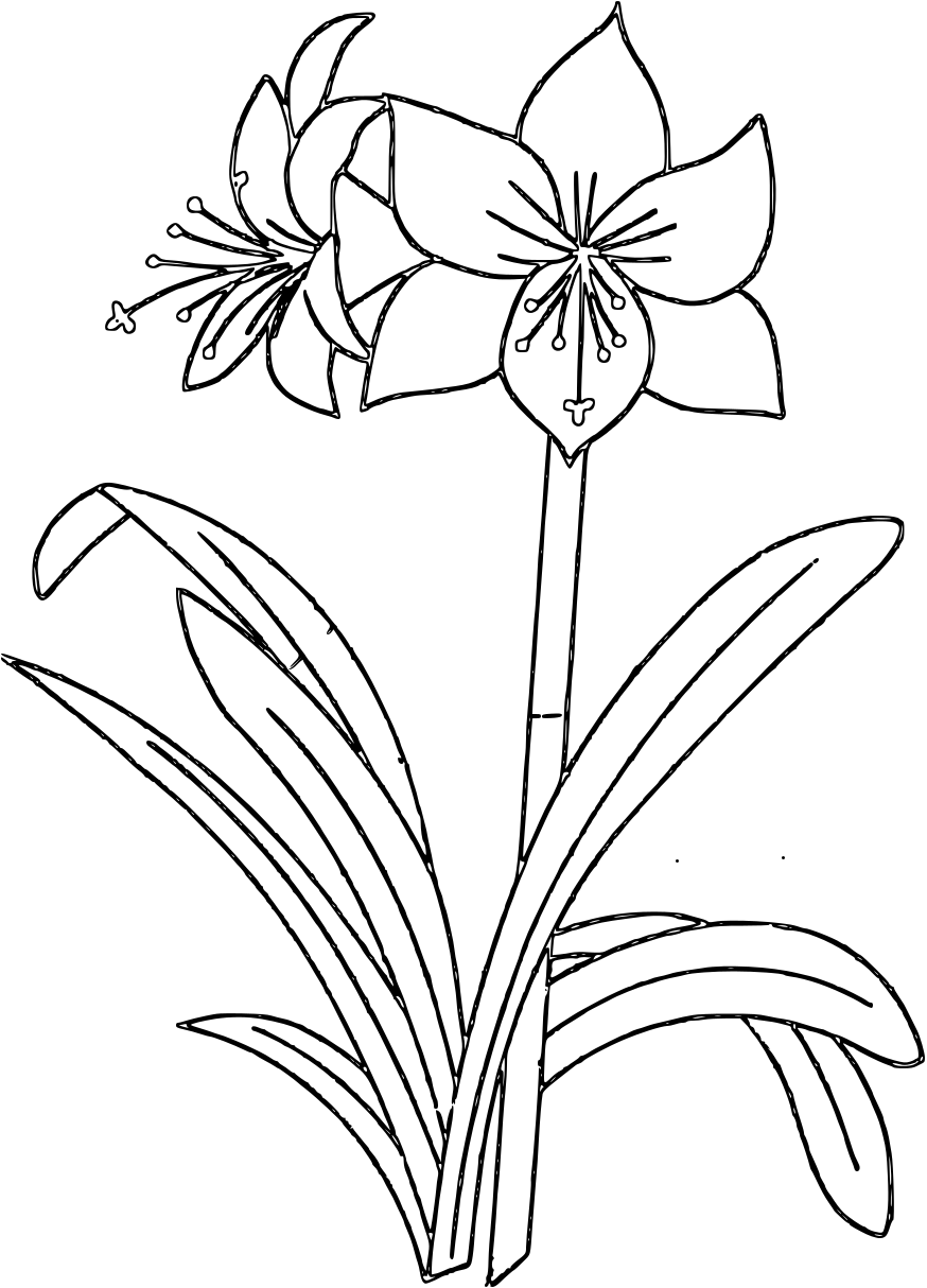 Amaryllis Coloring Pages and Printables
