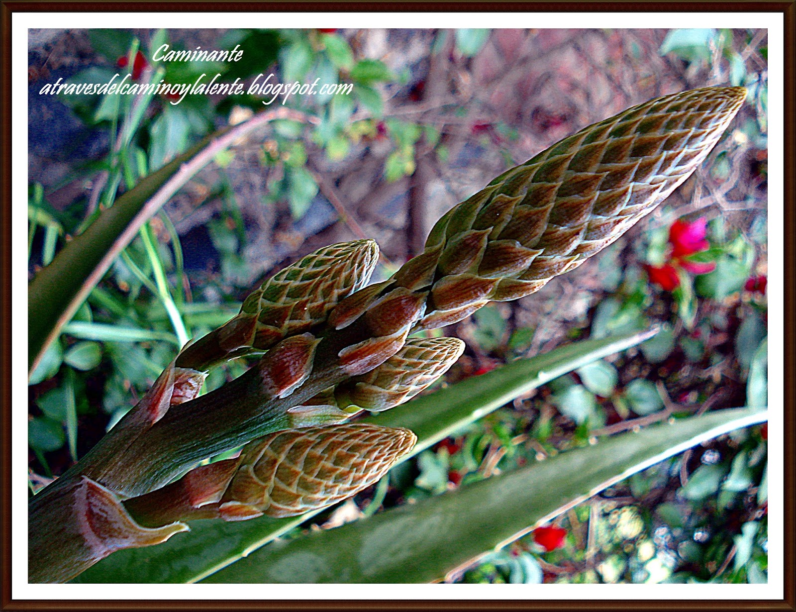 A través del camino y la lente: FLOR DE SÁBILA