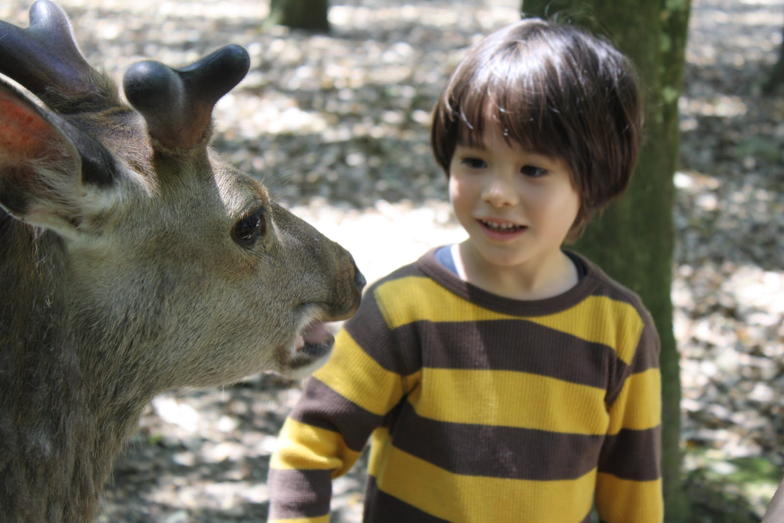 犬の防衛本能 - 習慣を理解して断ち切る