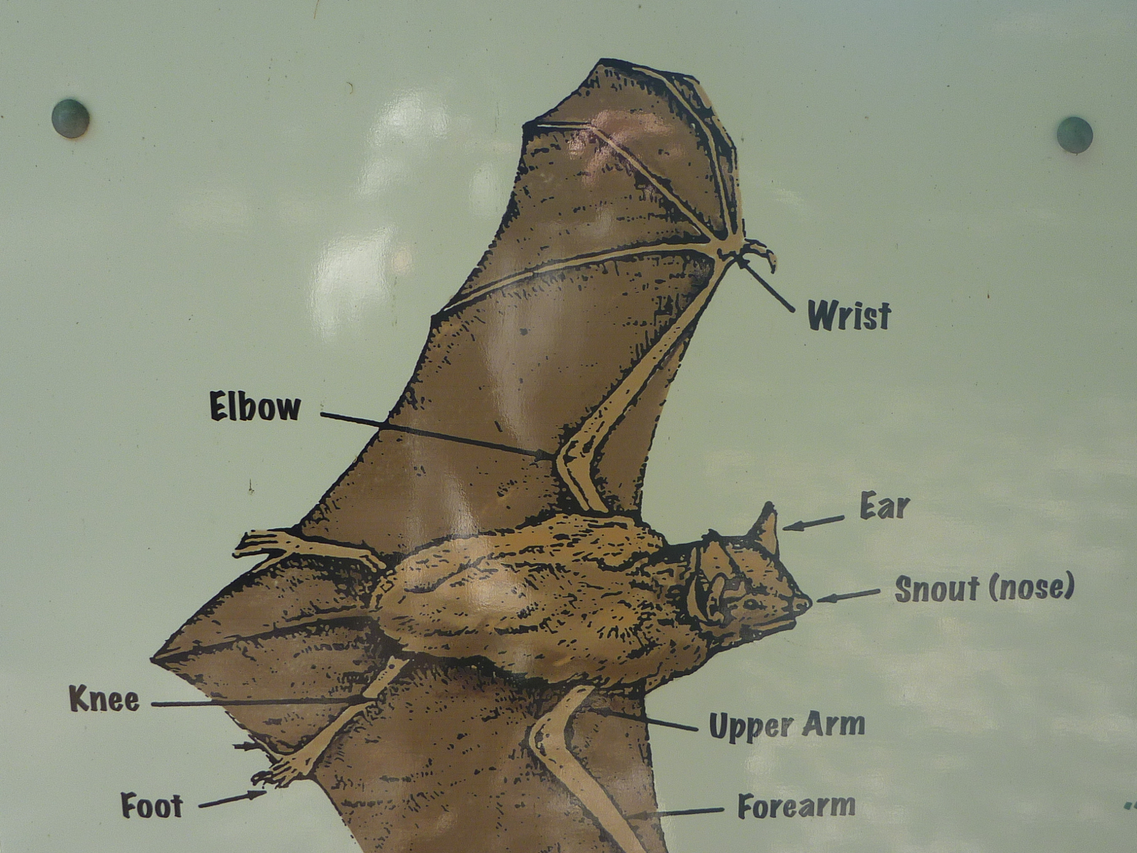 Trailing Ahead Townsend's bigeared bats at Kentucky stamp mill