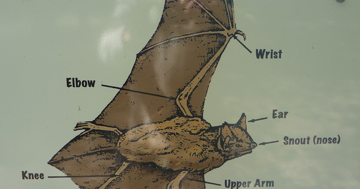 Trailing Ahead Townsend's bigeared bats at Kentucky stamp mill