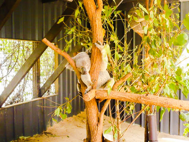 should you hold a koala
