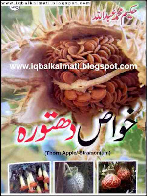Properties of Thorn Apple/ Stramonium Urdu, Dhatura Se Elaj 