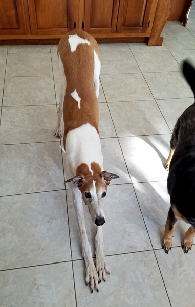 image of Dudley the Greyhound stretching in the kitchen