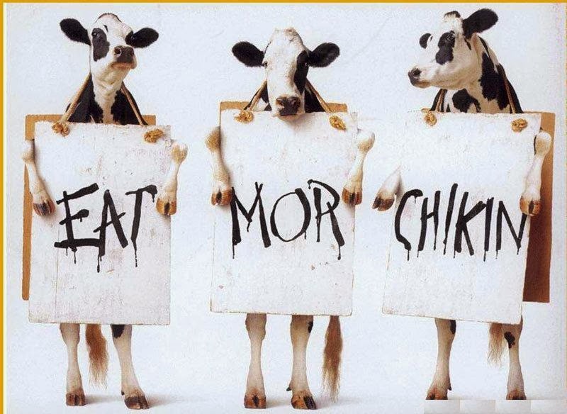 Gambar Sapi Lucu Berpakaian Ala Model