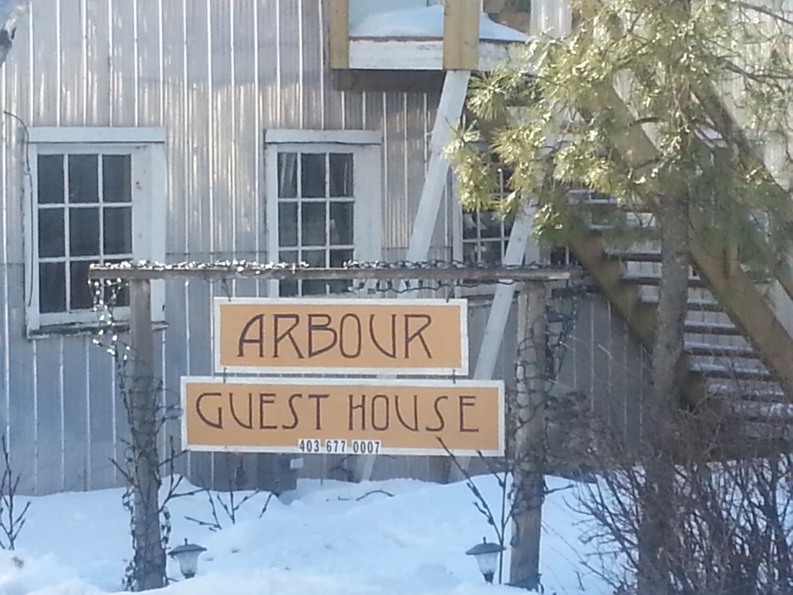 Pat's Ramblings A Little Alberta Rosebud