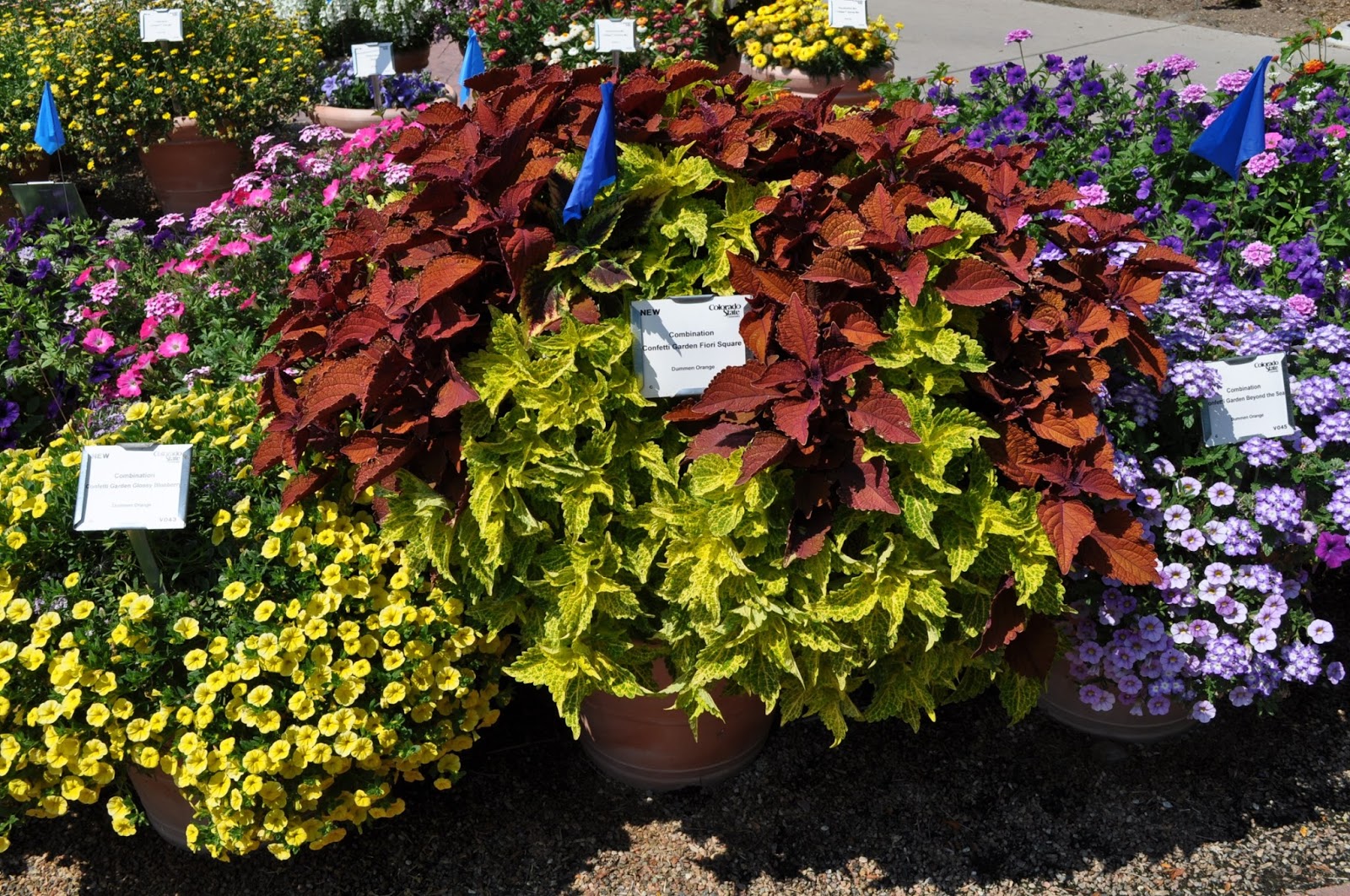 COHorts Turn Your Yard into a Work of Art with Colorful Annuals