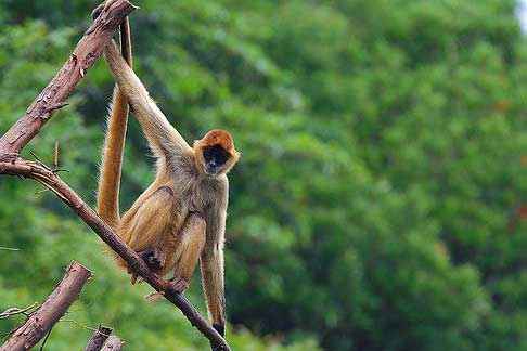 Cute and Funny Spider Monkeys | Funny And Cute Animals