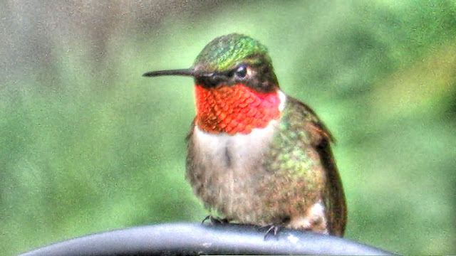 Ruby Throated Hummingbird