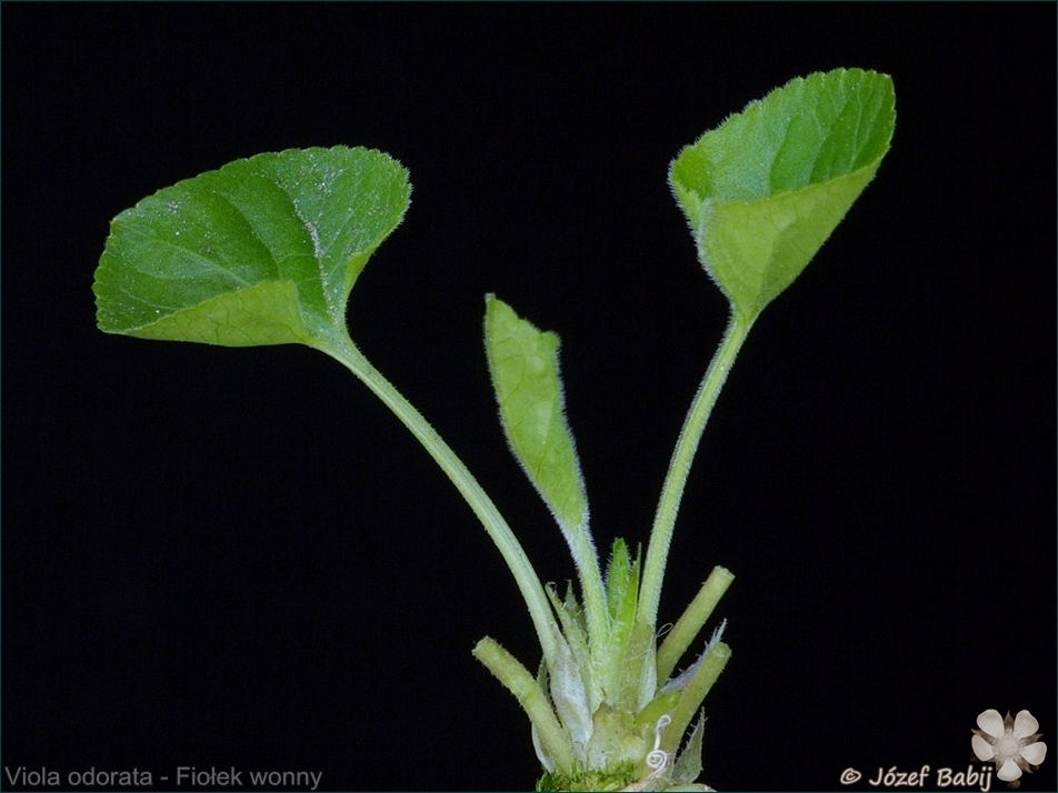 Viola odorata - Fiołek wonny