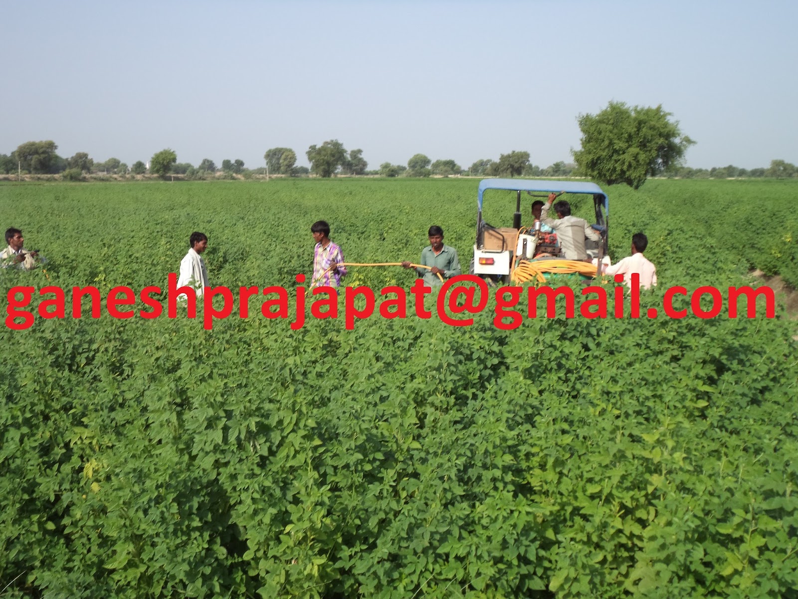 GUAR GUM INFORMATION AND GUAR GUM CULTIVATION IN INDIA Guar seed and