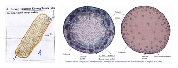 Komunitas Pelajar berbagi ilmu HASIL PENGAMATAN SISWA