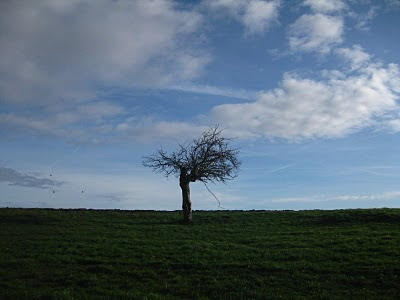 Brouill-arbre