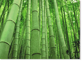 Mitigation Global Warming by Bamboo Forest