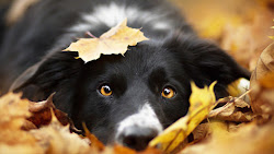 fondo pantalla perros hunde dogs border perritos collie hintergrundbilder perro autumn tiernos bebes 1080 animal 1920 animals bonitos tierbabys hund