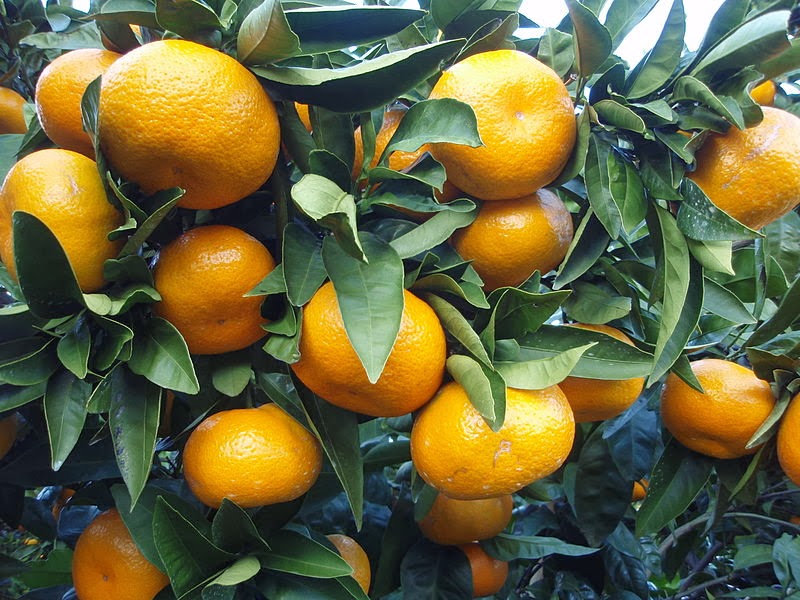 COLD HARDY CITRUS VARIETIES FOR OVERWINTERING OUTSIDE The Garden of Eaden