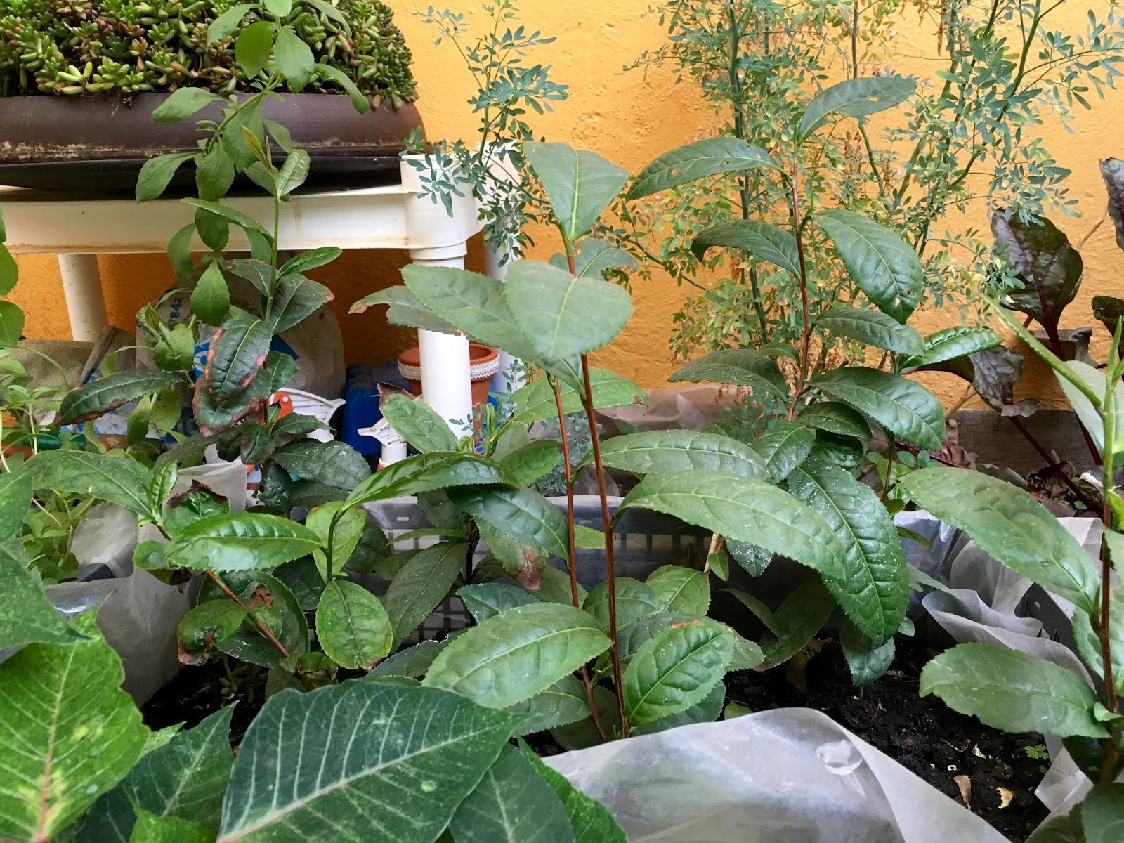 Tea in the ancient world Growing tea plants at home