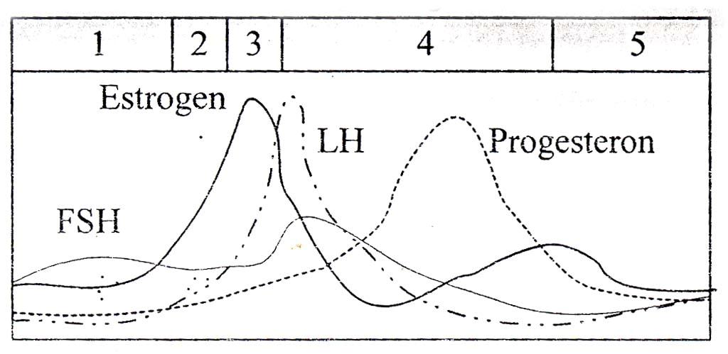 Belajar Dari Rumah Bdr Minggu Ke 3 Ipa Kelas Ixd Ixh Smp Negeri 2 Sragi