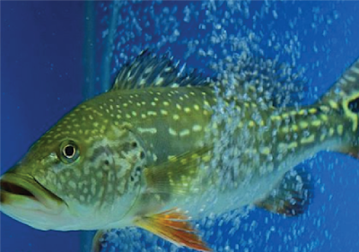 Habitat & karakteristik Peacock Bass Temensis