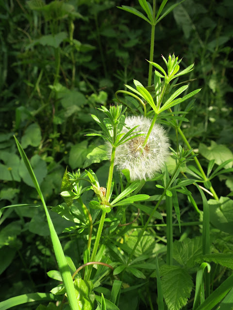 Goosegrass and Dandelion Clock