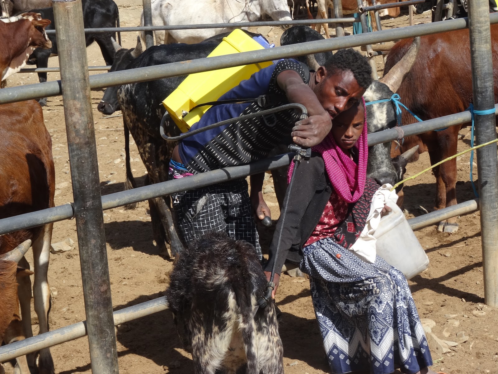 Developments in rural areas across the world Improve productivity by minimizing livestock disease