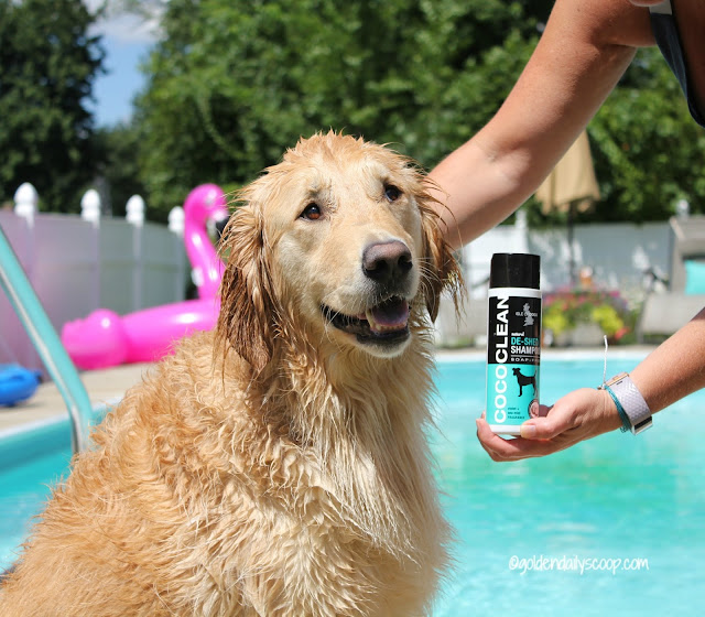 3 Ways to Help Fight Summer Shedding golden retriever getting a bath